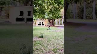 This Peacock Inflicting Pain On Himself #peacock #crazy