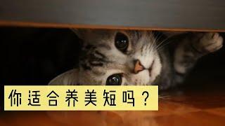 你适合养美短吗？美短VS英短，养猫新人必看！