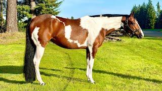 Jane Simone For Sale Western- 2019 APHA mare by John Simon