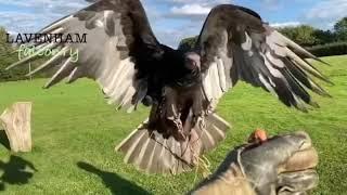 Lavenham falconry the raptor conservancy