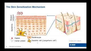 Use of Non-animal Methods for Skin Sensitization Testing