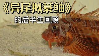 异尾拟蓑鲉的后半生回顾