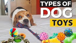 6 Types of Dog Toys and How to USE Them?