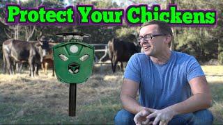 Predator Proof Your Chicken Coop With X Pest | Homesteading