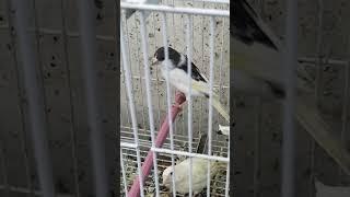 طائر الكناري.صوت الكناري.canario canto.canary song.chant canari.pájaros.تربية الكناري.تزاوج الكناري@
