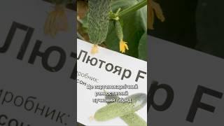 Огірок Лютояр F1 від Beste Kern - огляд гібрида в теплицях Кіссон 