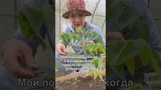 #лето #мойотпуск #моядача #садоводничество #дача #огород #помидоры #садогород #рассада #юмор