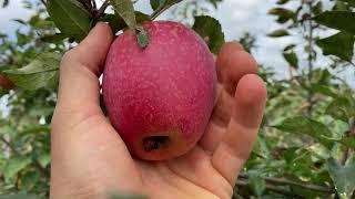 Burr D’arenburg Pear, Rymyaniy Alpinist, Fuji, Spitzenburg, Almatinsky Sinap, Sweet 16 Apple Taste
