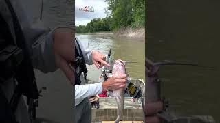 How to Safely Hold a Channel Catfish #shorts