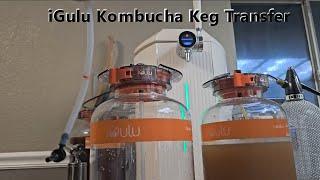 iGulu Kombucha Keg Transfer