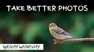 How ANYONE can improve their Wildlife Photography | 3 Things you NEED | Wildlife Wednesday