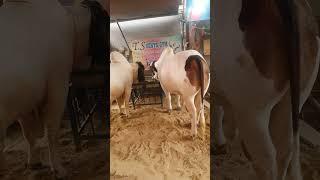ماشاء اللہ ، سبحان اللہ ، الحمدللہ ، SHAH FAISAL COLONY 1NO KARACHI.. #shahfaisaltown #shortvideo