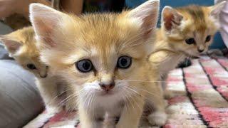 SAND KITTENS MADE FRIENDS WITH MAINE COONS