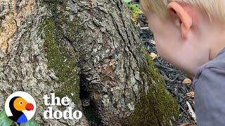 Family Creates Magical Cottage For Toad | The Dodo