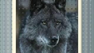 Medicine Power   Sacred Spirit   The Wolf