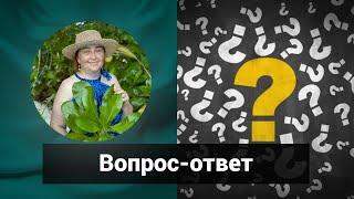 Вопрос-ответ Светлана Попова | Гомеопатия и здоровье