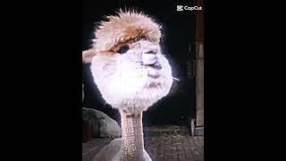 Animal edit #animal #funny #shorts #edit #animals