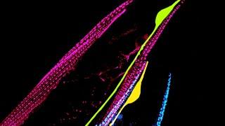 What regulates the 'glue’ needed for nerve repair?