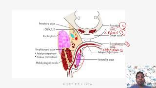 ENT laryngeal infections concept for NEETPG,FMGE,INICET,NEXT.