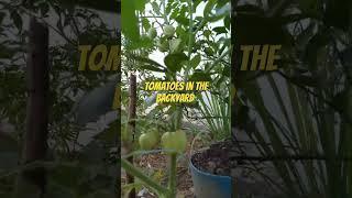 daming Bunga #tomato #backyard #gardening #countryside #philippines