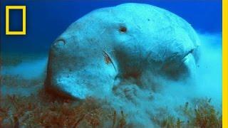 What in the World is a Dugong? | National Geographic