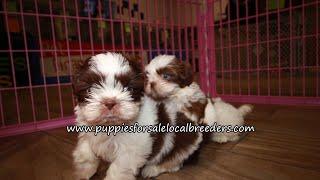 Shih Tzu, Maltipoo, Yorkie Poo, Pomeranian, Puppies For Sale, Atlanta, Georgia Local Breeders