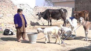 Mithu Khan DOOD WALA / Milk Ka Karobar Funny Short Drama / Full Pothwari Drama 2022