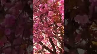 April Cherry blossom