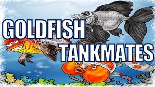 Goldfish Tank Mates | What Fish Can Live With Goldfish?