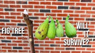 This Will Make Your Fig Tree More Cold Hardy: Seriously.