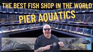 FISH STORE TOUR | PIER AQUATICS