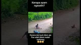Kenapa ayam ngeselin? 