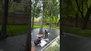 A Backyard Built to Break?