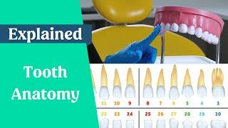 Dental Terminology - Tooth Naming & Numbering Explained