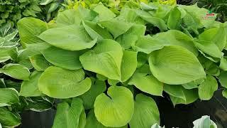 Hosta - Sum and Substance│Dutch-bulbs