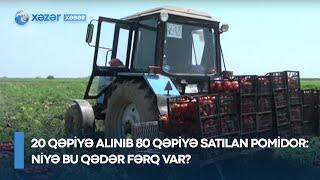 20 qəpiyə alınıb 80 qəpiyə satılan pomidor - Niyə bu qədər fərq var?