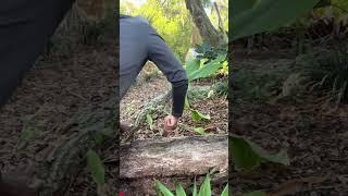 Growing Turmeric #turmeric #andrethefarmer #gardening #growyourownfood #foodforest