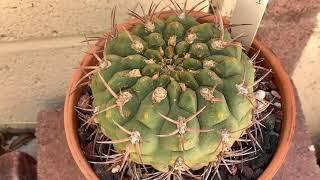 VLOG#1: Inspecting my Cactus Plants