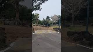 유기견?들개?
