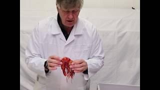 Carabineros: the exceptional scarlet prawn