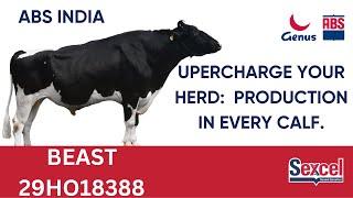 Beast Unleashed: Introducing the ABS Bull with Unmatched Potential (29HO18388)