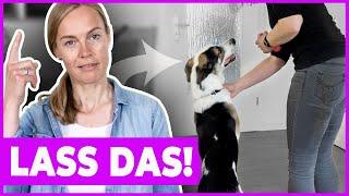 Hund korrigieren bei unerwünschtem Verhalten - VLOG