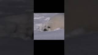 雪あそびするアザラシの赤ちゃん　A baby harp seal playing in the snow. #shorts