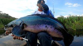 LUTUT SAMPAI GEMETAR !!  MANCING TOMAN MONSTER DI SUNGAI AIR HITAM !! GIANT SNAKEHEAD