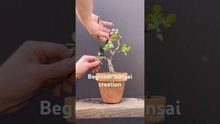 Making a little beginner bonsai #jadebonsai #bonsai #bonsaitree #portulacariaafra #beginnerbonsai