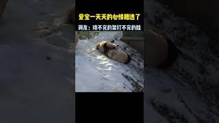 爱宝一天天的劝不完的架打不完的娃#爱宝#睿宝和辉宝