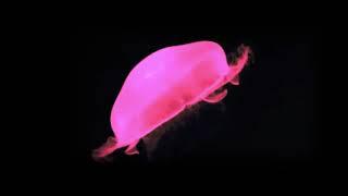 3D Hologram - Jelly, Fish, Butterfly and Bird