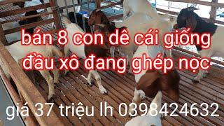 bán bầy dê cái giống đầu xô 8 con giá 37tr lh 0398424632