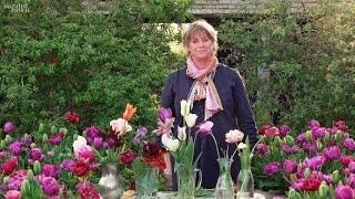 Gardening at home with Sarah | The best tulips at Perch Hill