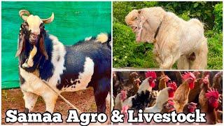 Samaa Agro & Livestock | The Biggest Goat Farm in Khed, Maharashtra